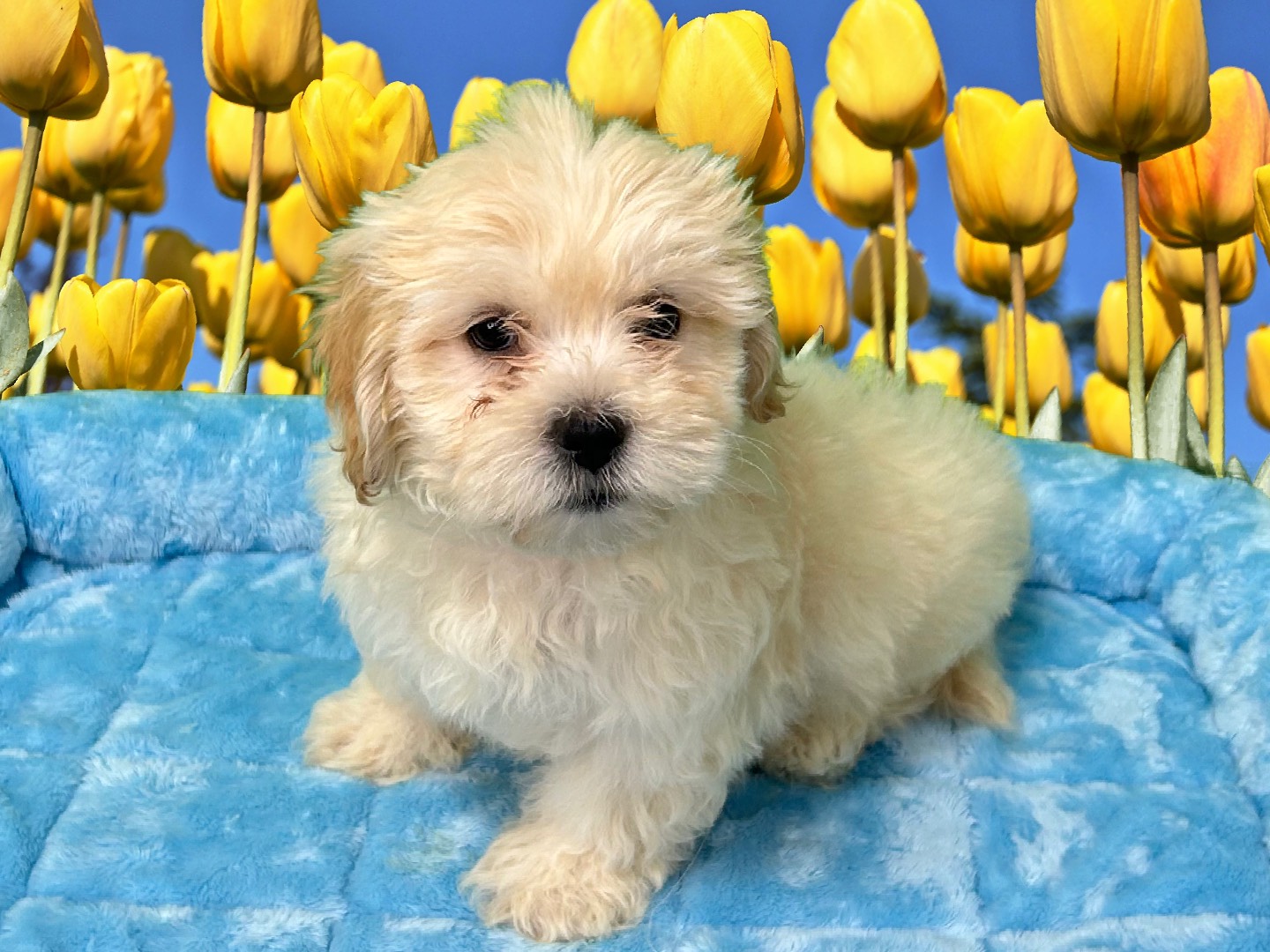 Lhasa-Poo - Puppies R Us