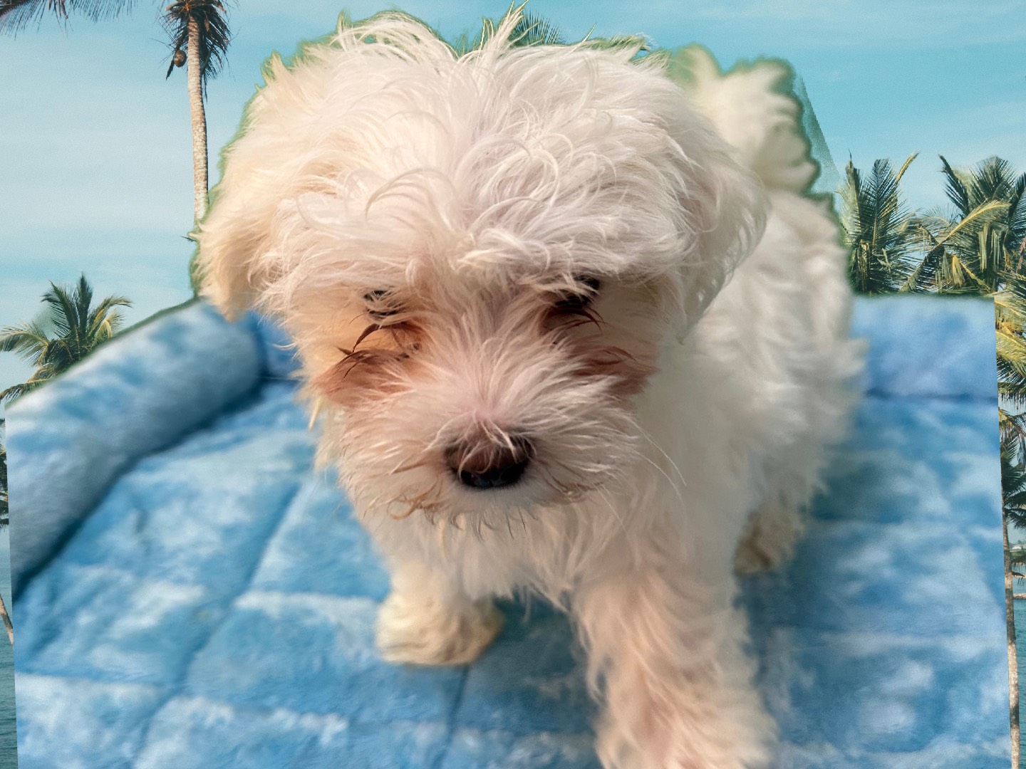 maltese-puppies-r-us
