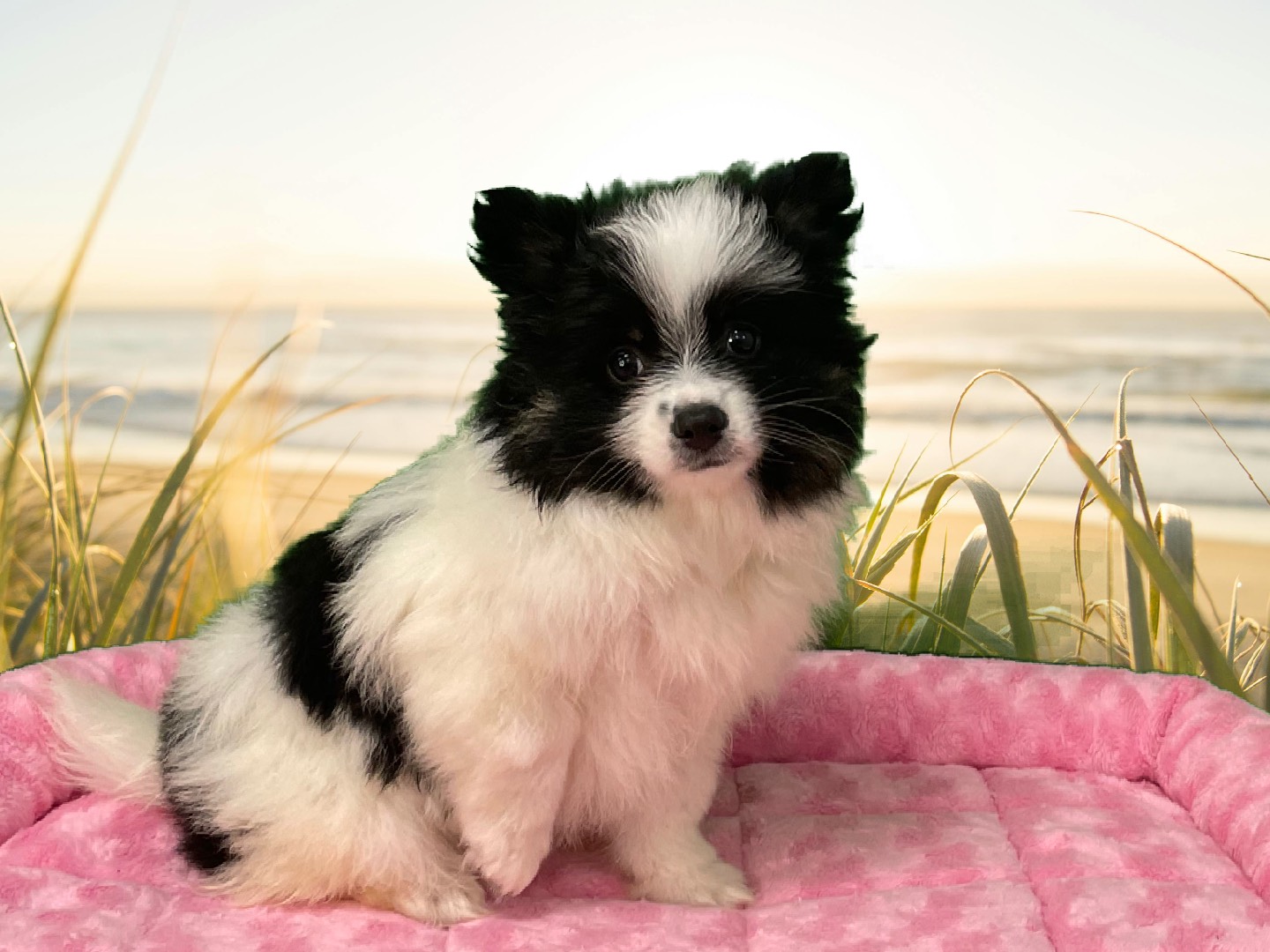 Pomeranian - Puppies R Us