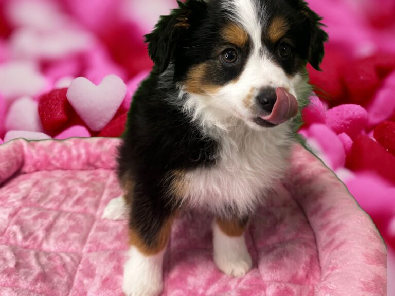 Mini American Shepherd - Puppies R Us