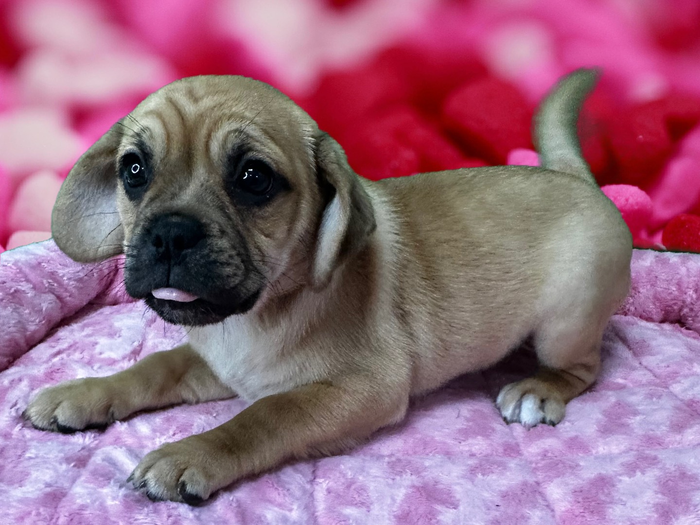 Puggle - Puppies R Us