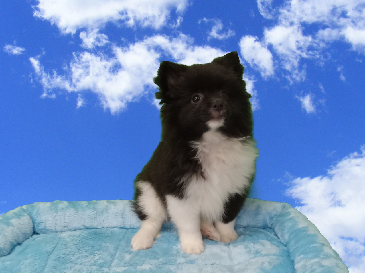 Pomeranian - Puppies R Us