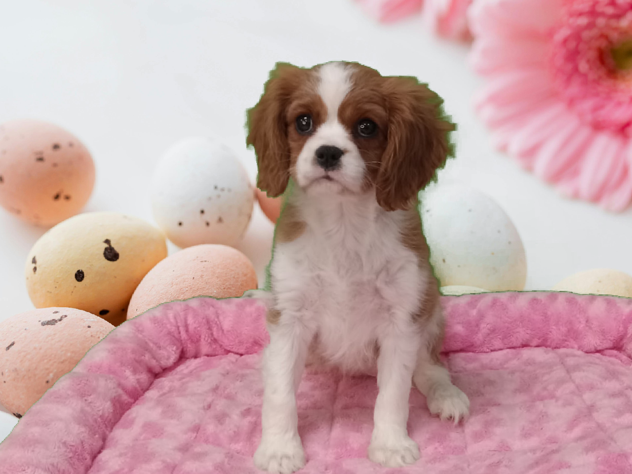 Cavalier King Charles Spaniel - Puppies R Us