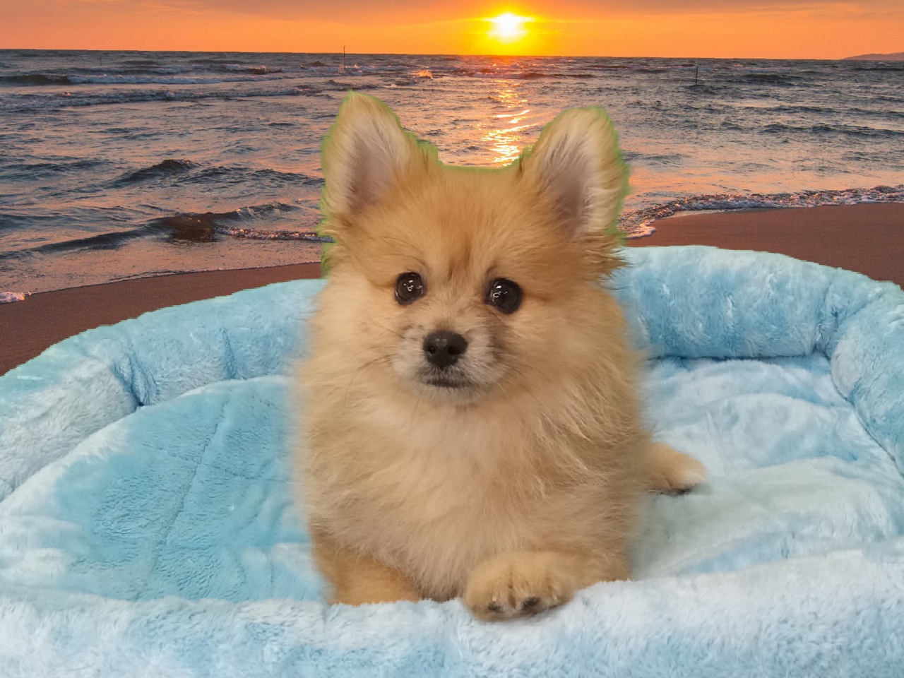 Pomeranian - Puppies R Us