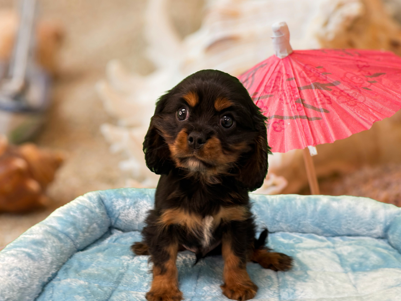 Cavalier King Charles Spaniel - Puppies R Us