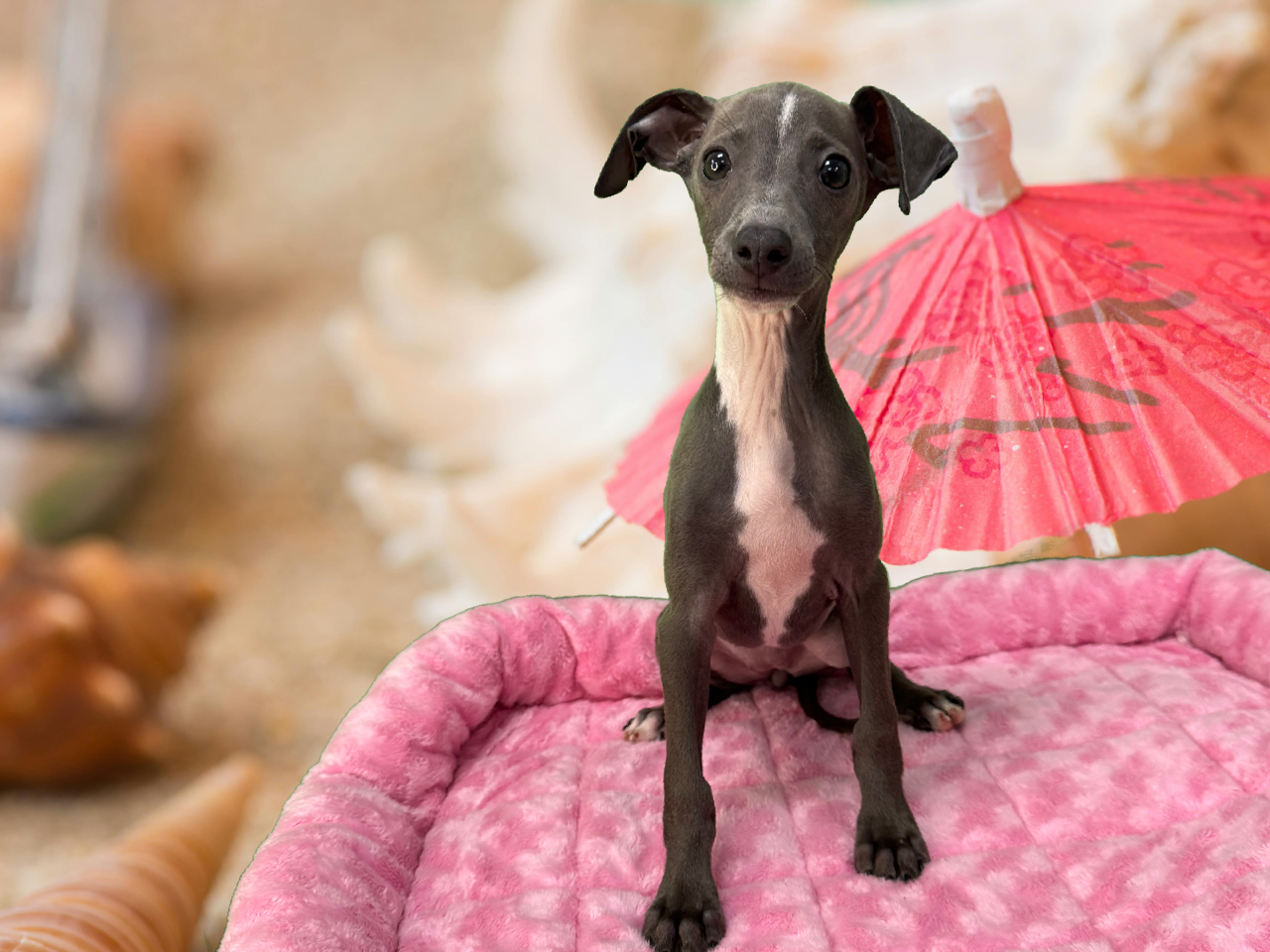 Italian Greyhound - Puppies R Us