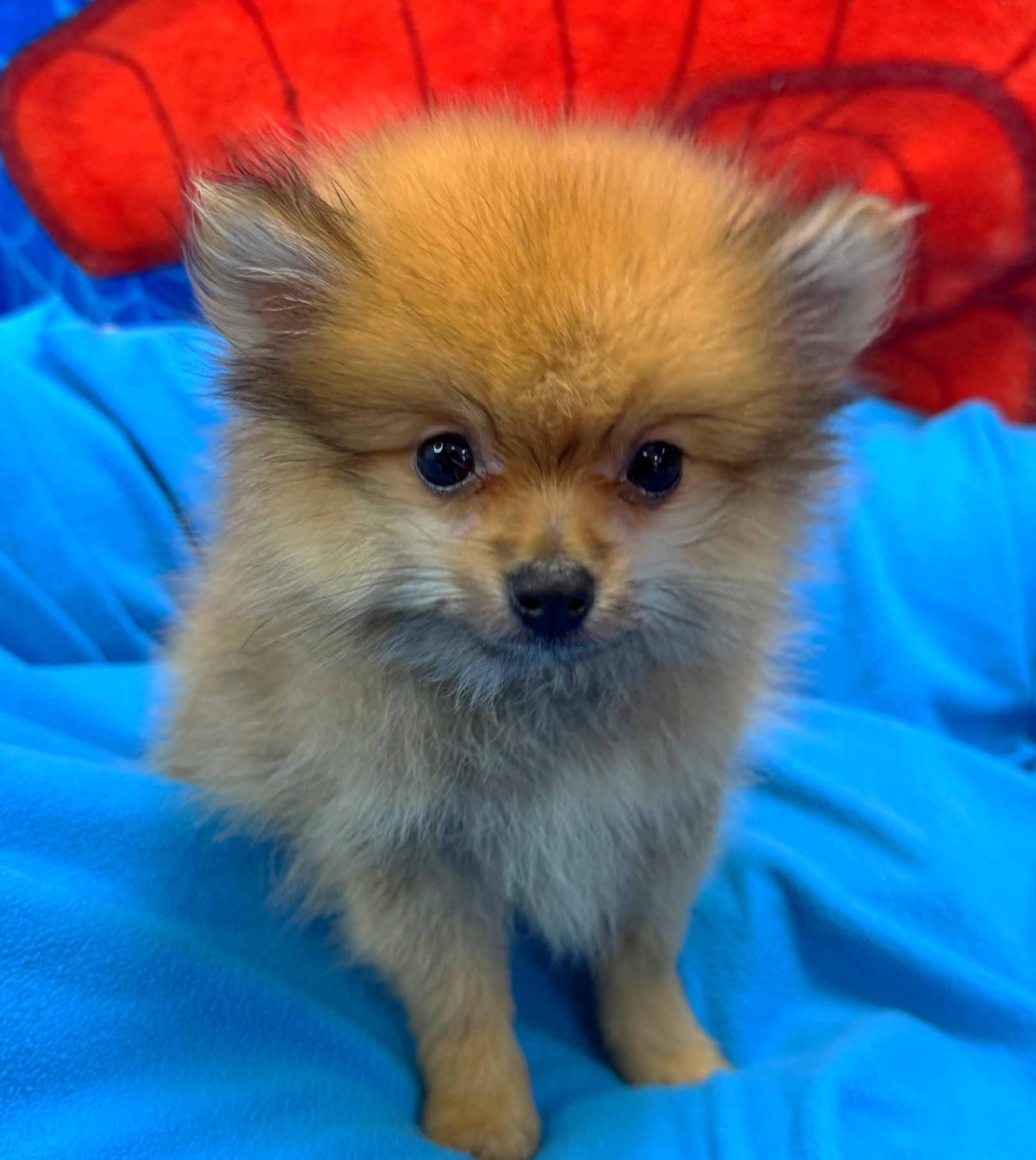 Pomeranian - Puppies R Us