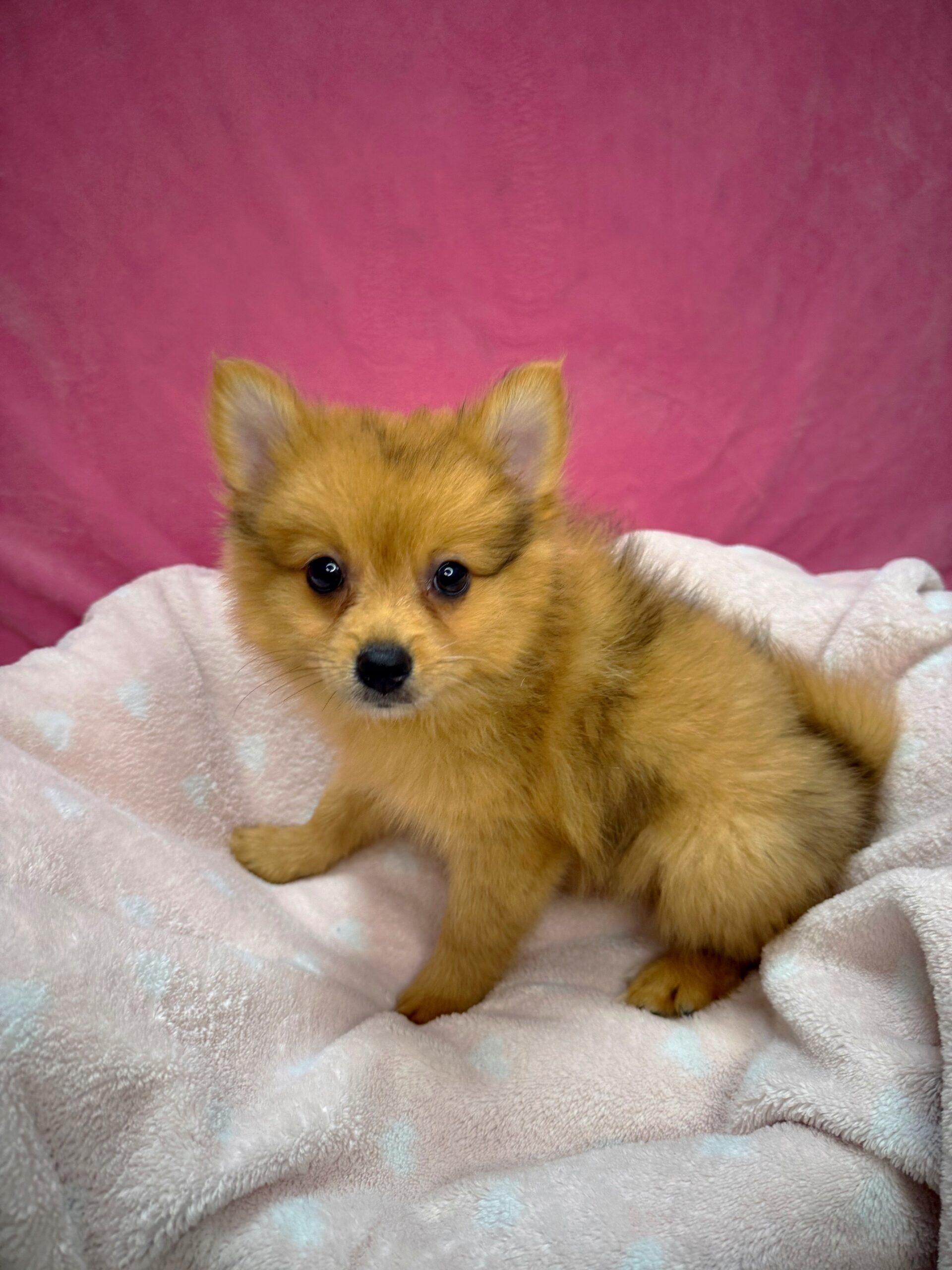 Pomeranian - Puppies R Us