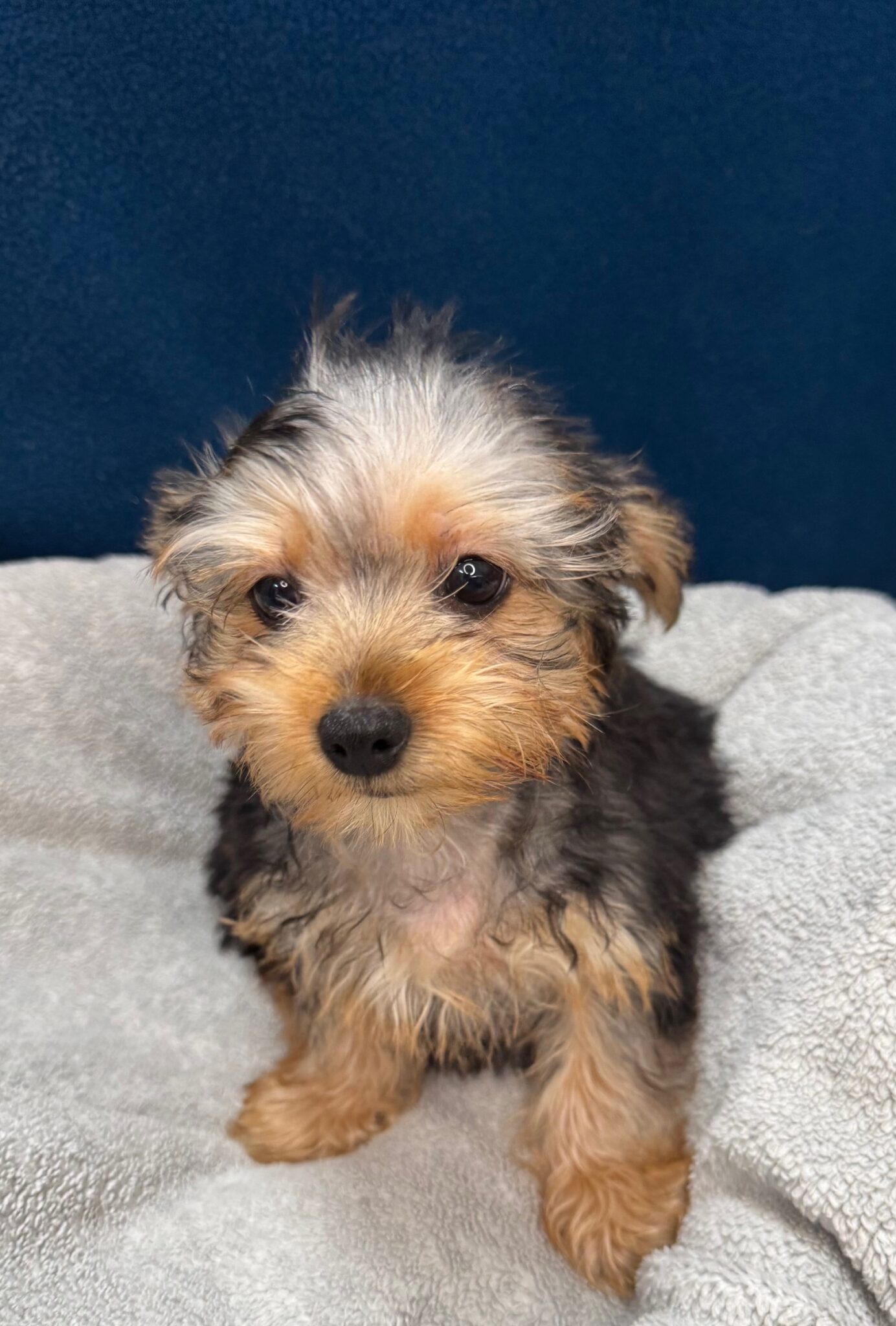 Yorkshire Terrier - Puppies R Us