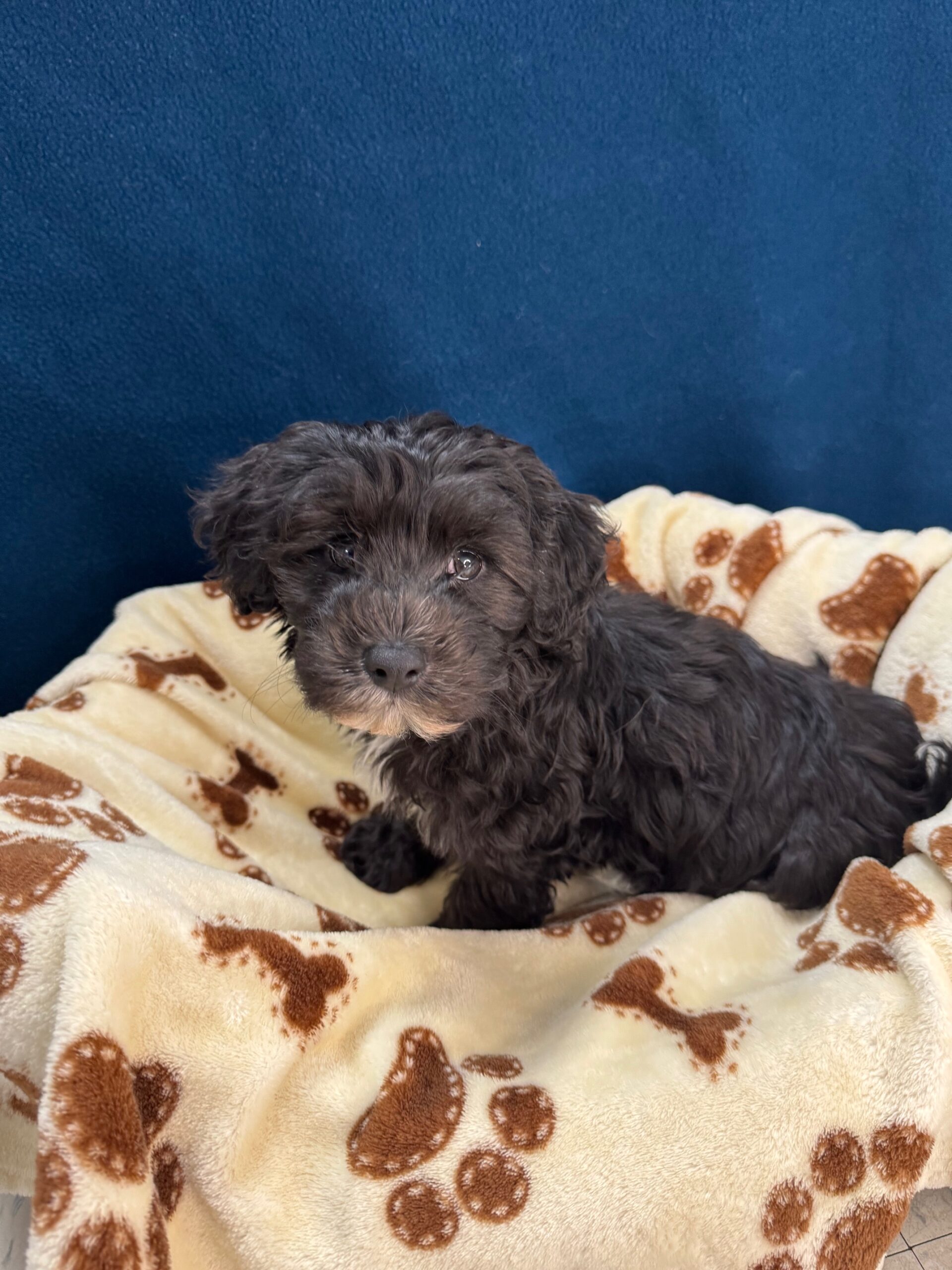 Havanese - Puppies R Us