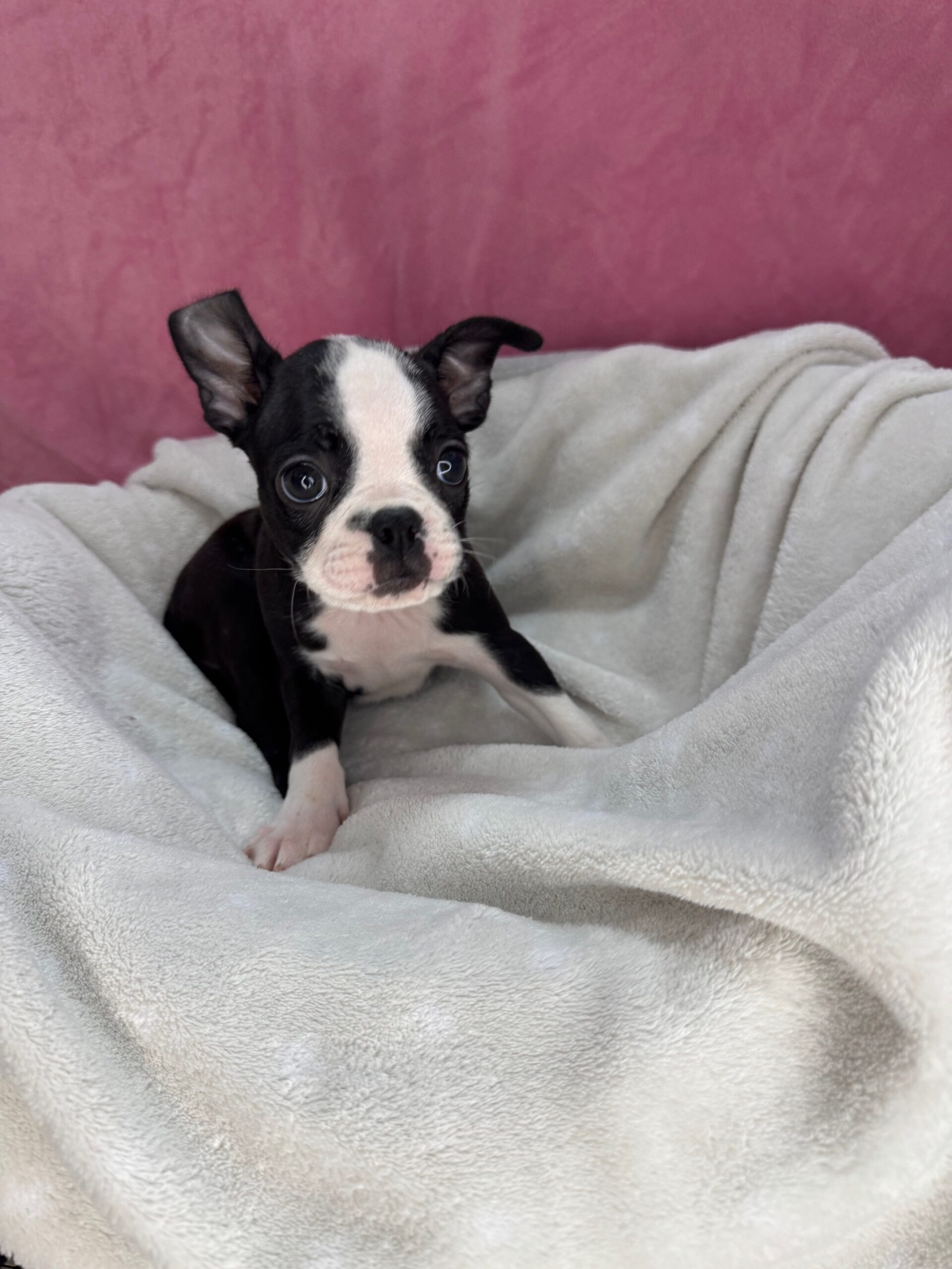 Boston Terrier - Puppies R Us