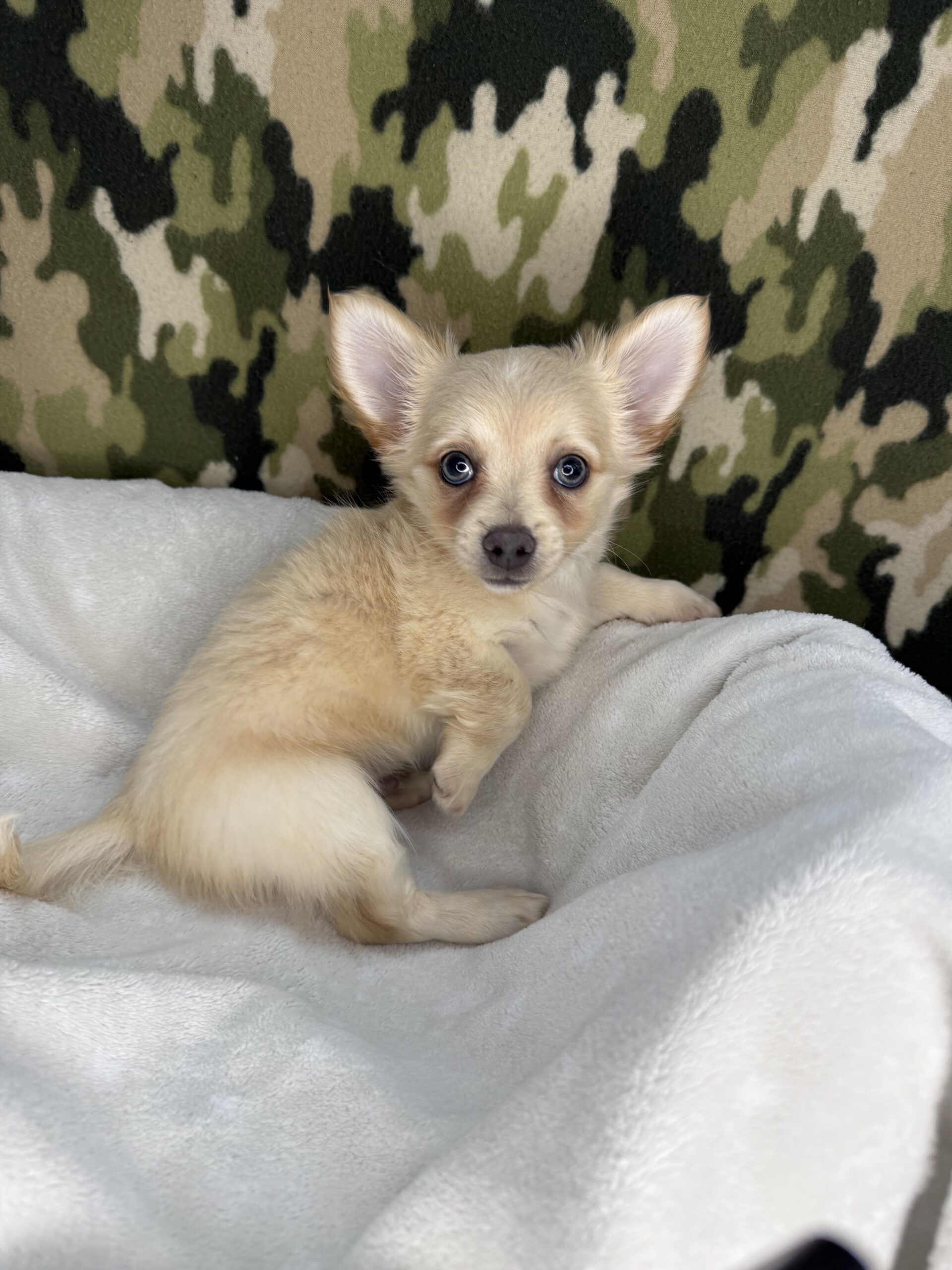 Chihuahua - Puppies R Us