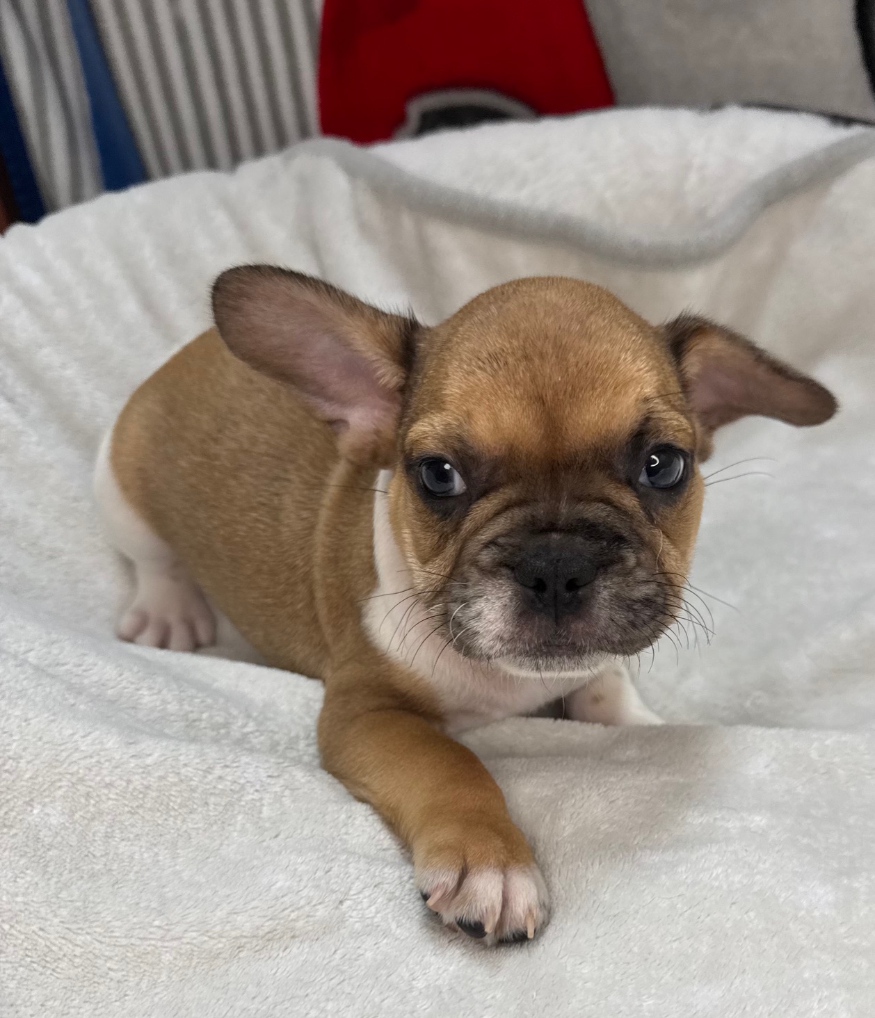 French Bulldog - Puppies R Us
