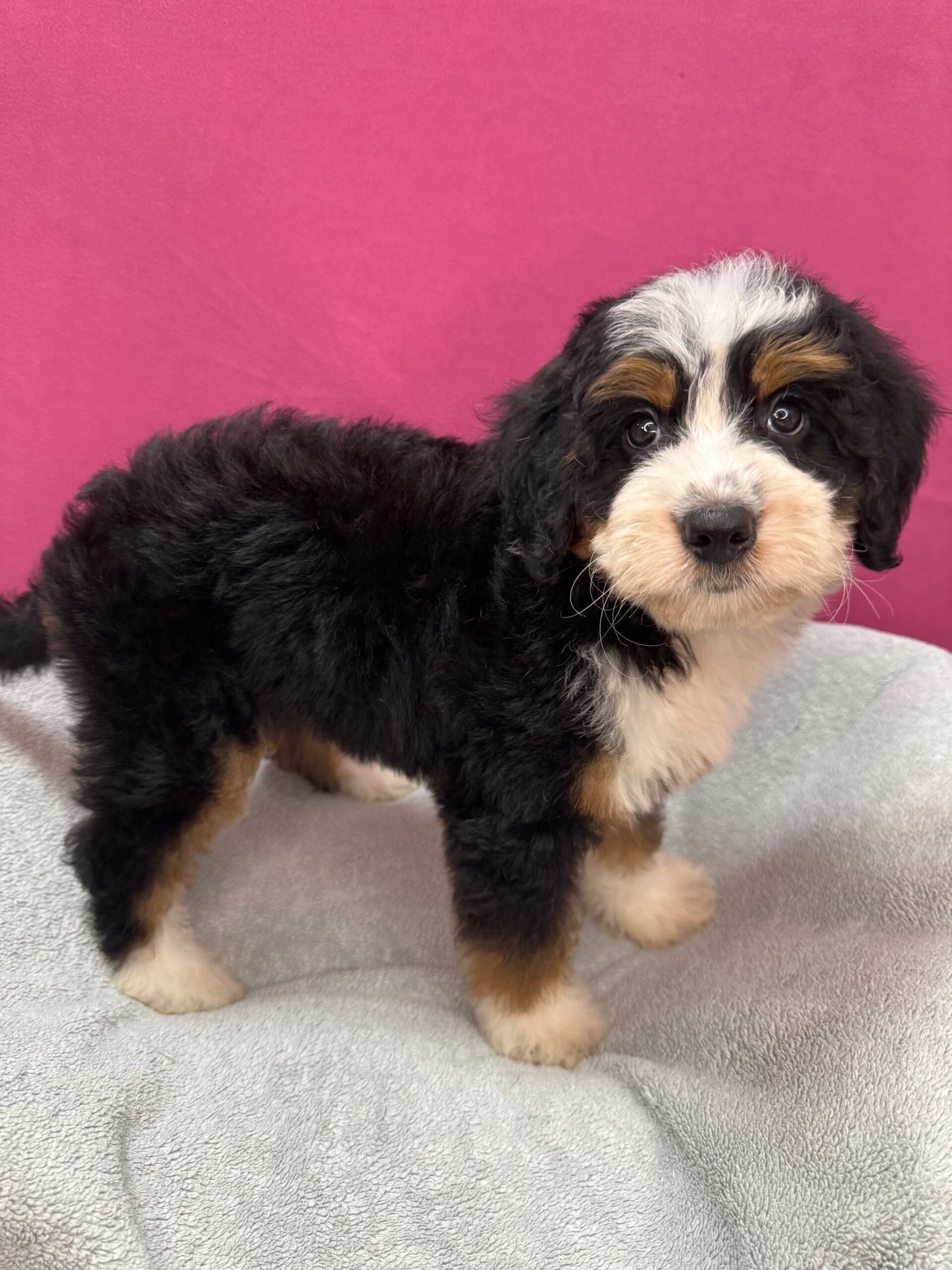 Mini Bernedoodle - Puppies R Us