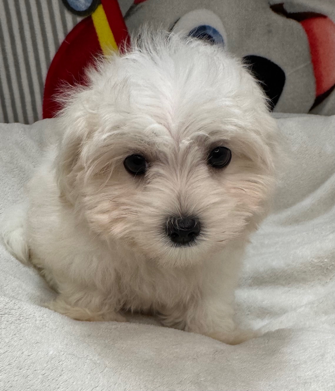 Maltese - Puppies R Us