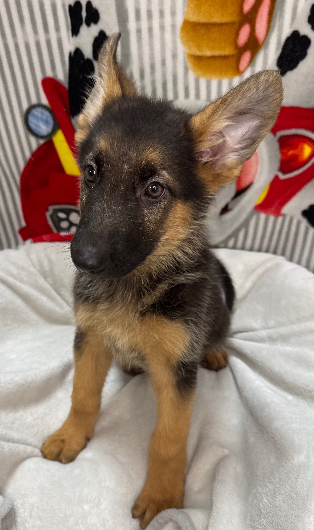 German Shepherd - Puppies R Us