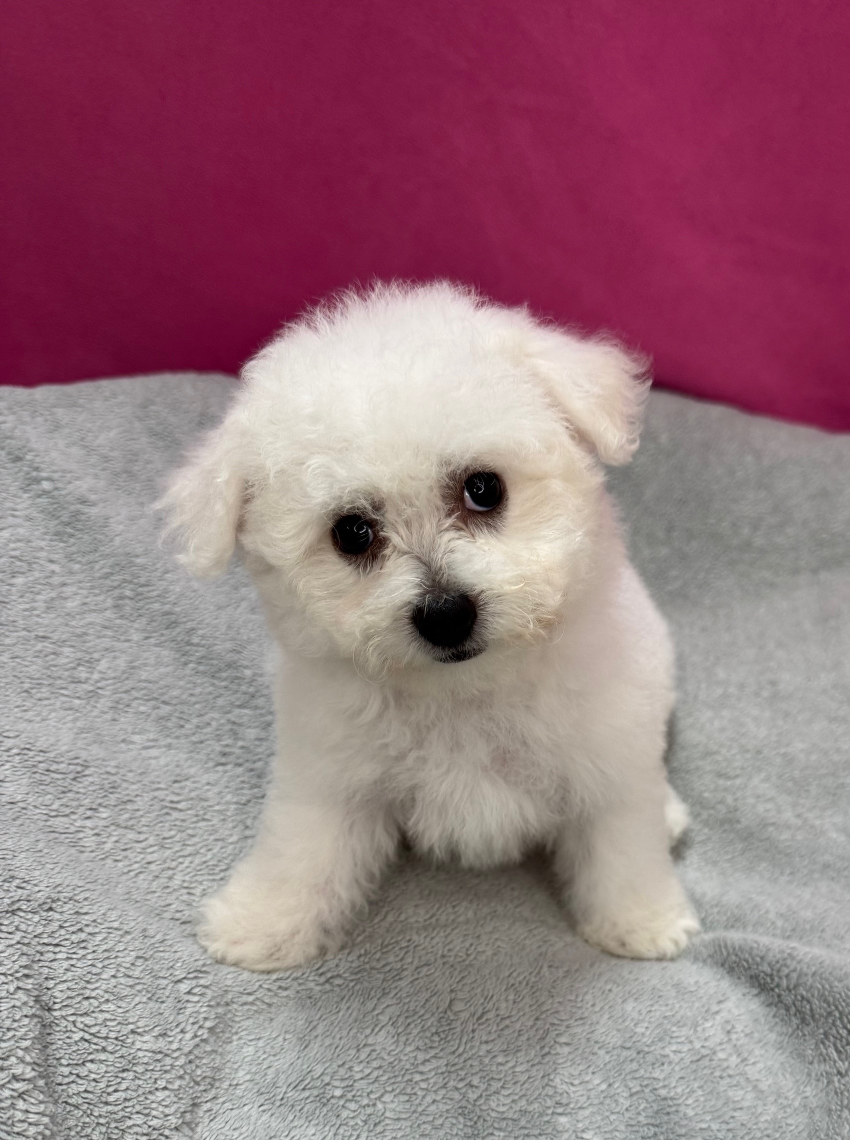 Bichon Frise - Puppies R Us