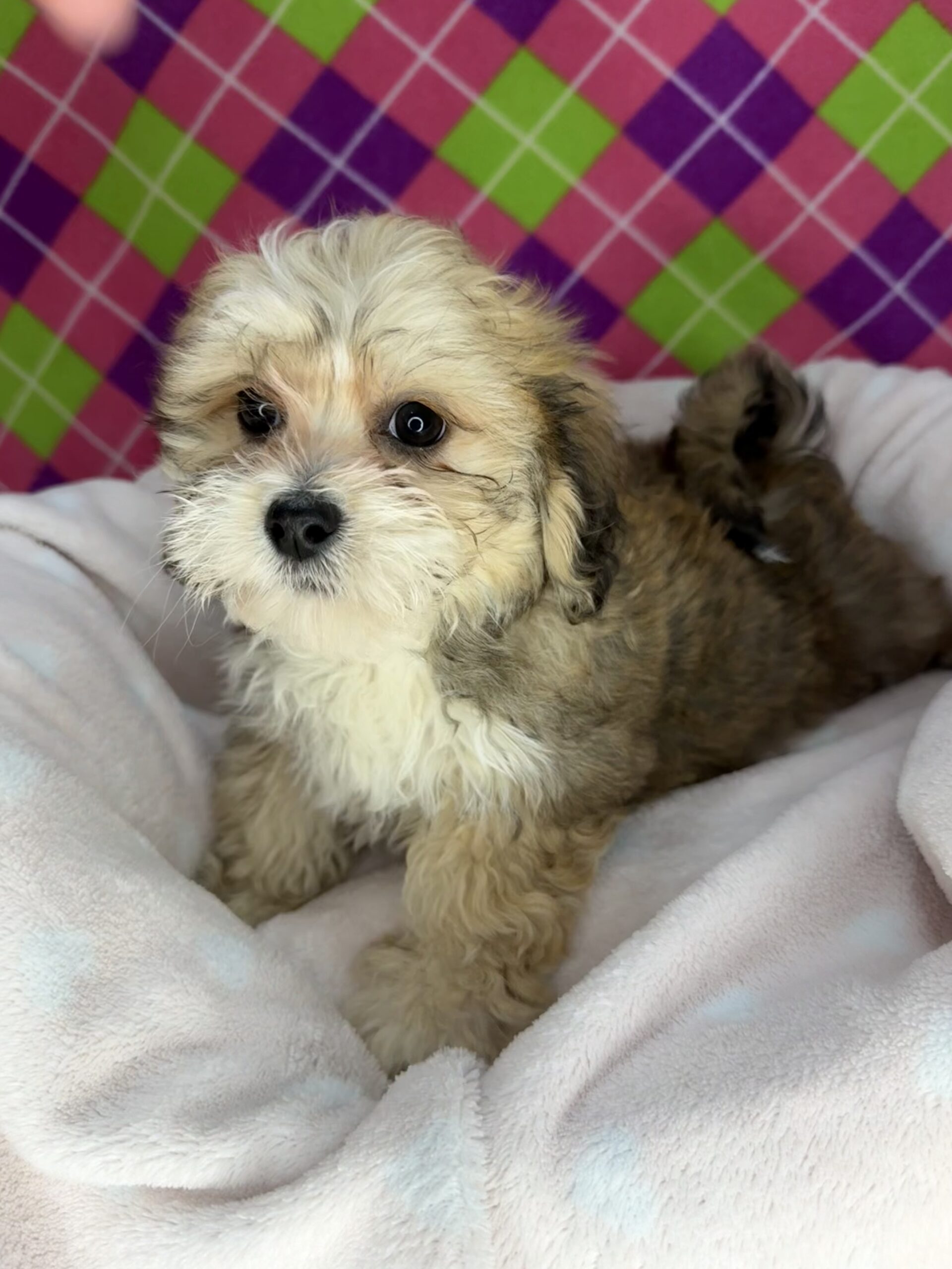 Lhasa Poo - Puppies R Us
