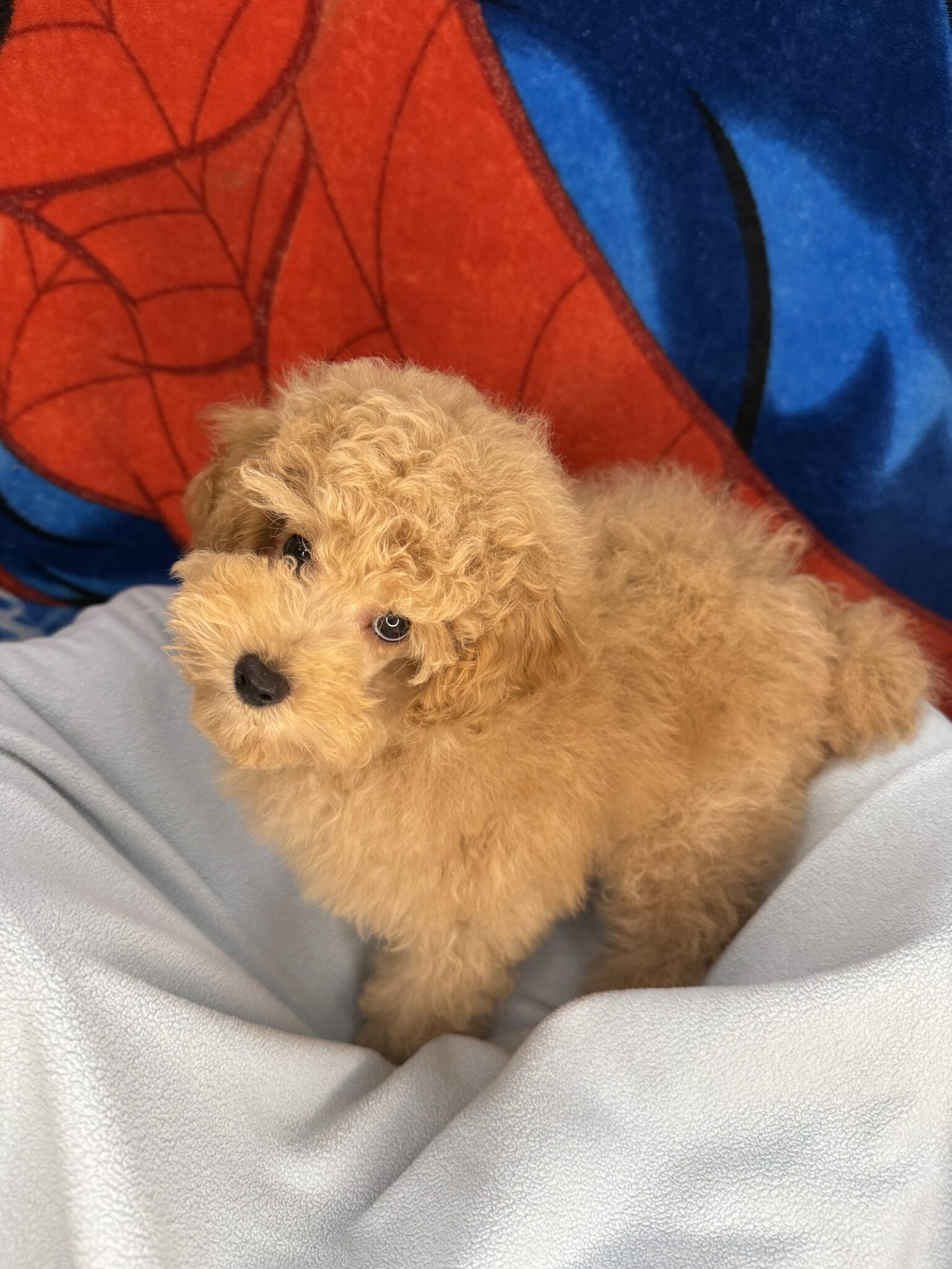 Mini Puddle Roux Mini poodle - Puppies R Us