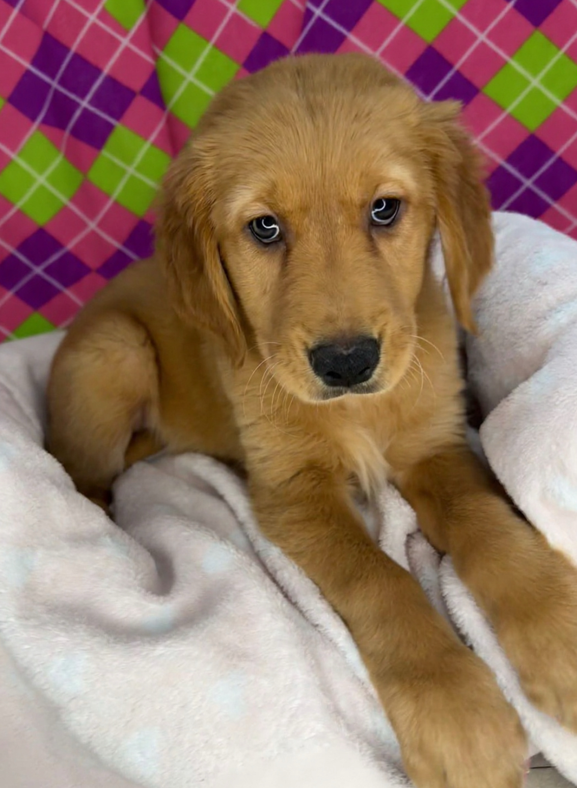 Golden Retriever - Puppies R Us