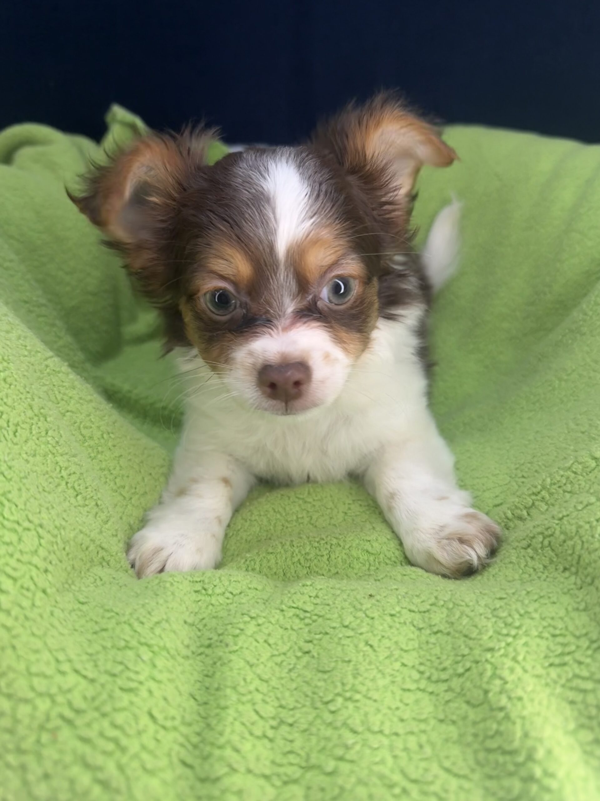 Chihuahua - Puppies R Us