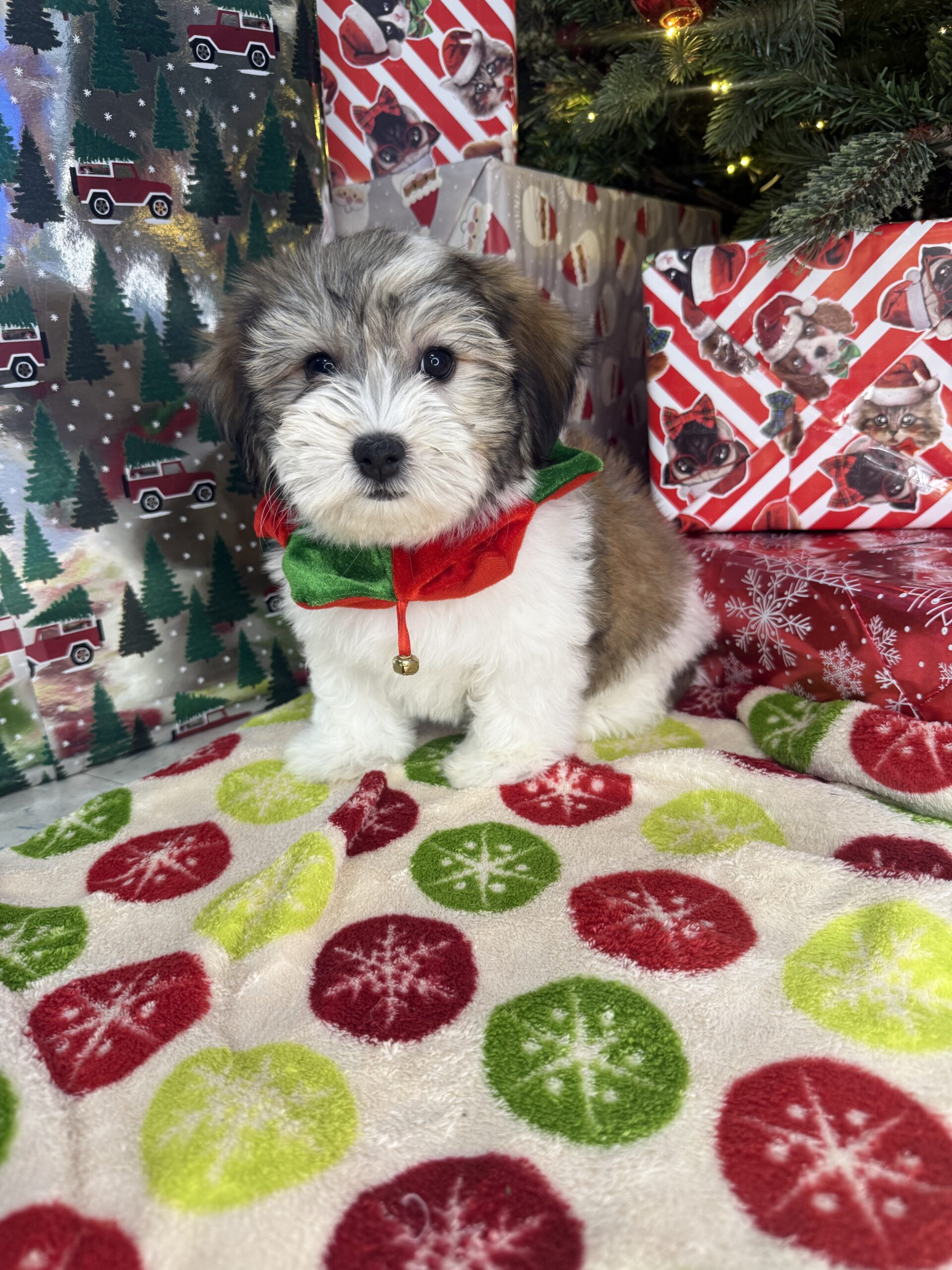 Havanese - Puppies R Us