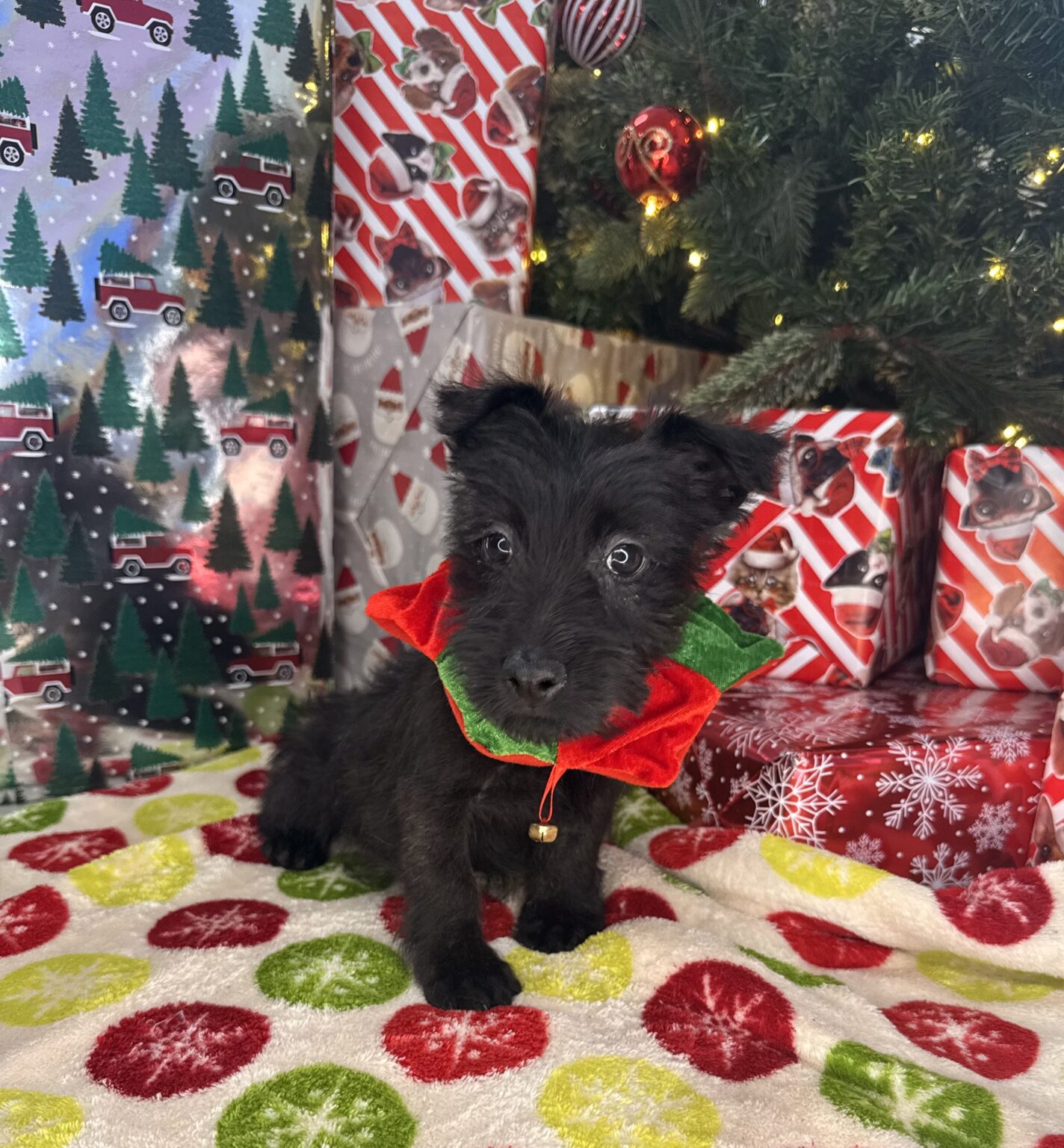 Scottish terrier - Puppies R Us