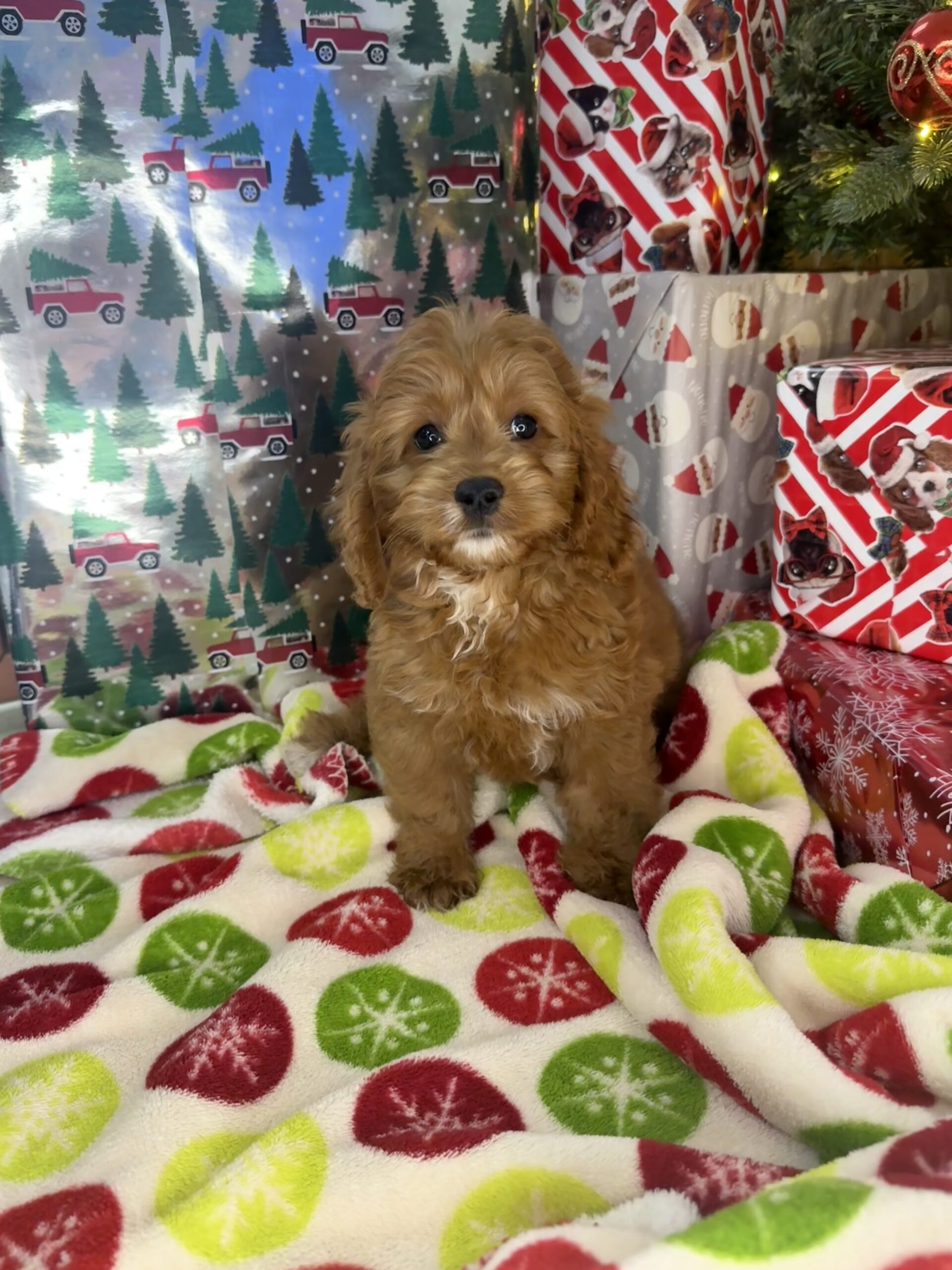 Cockapoo (F1B) - Puppies R Us