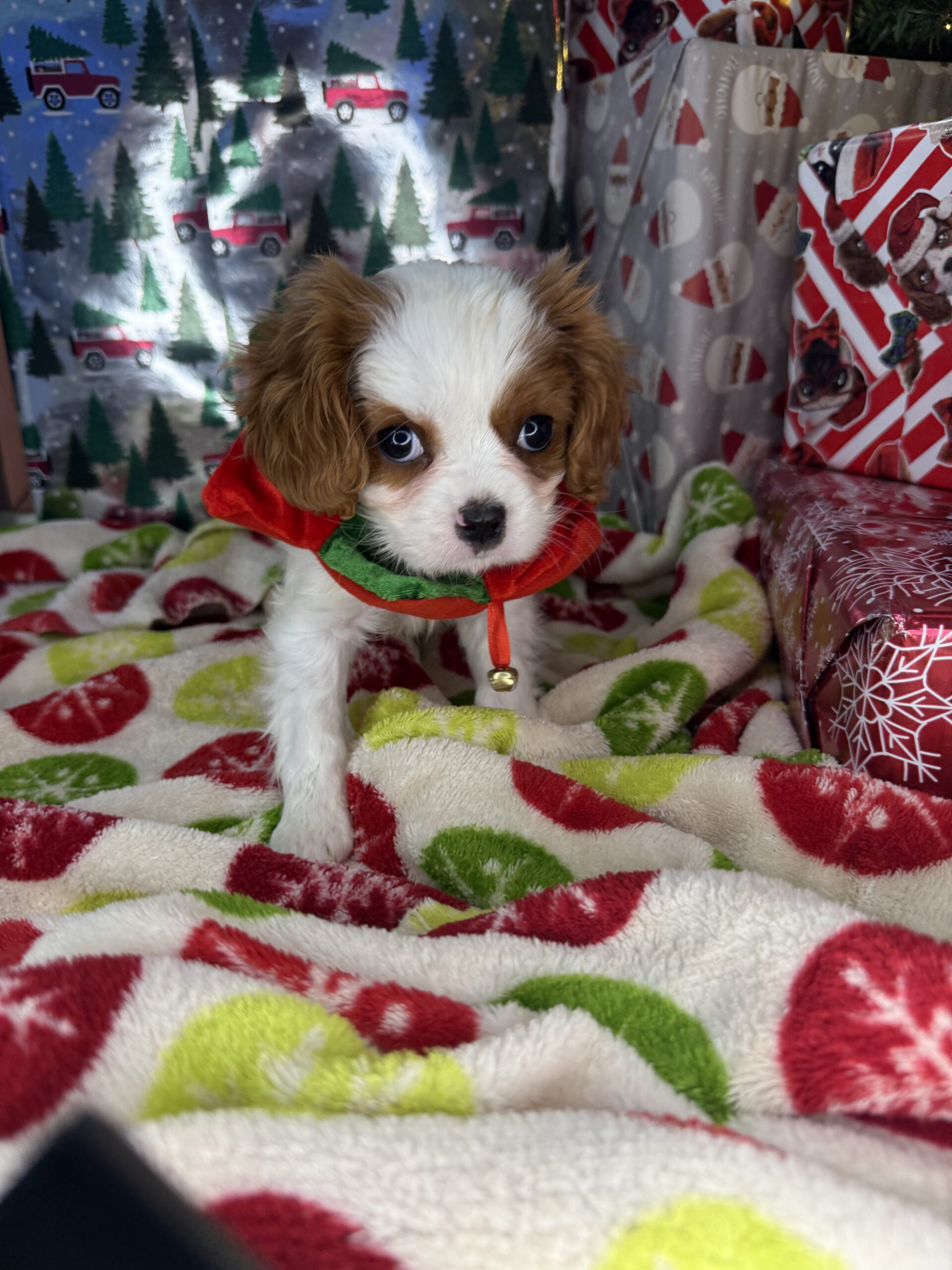 Cavalier King Charles Spaniel - Puppies R Us
