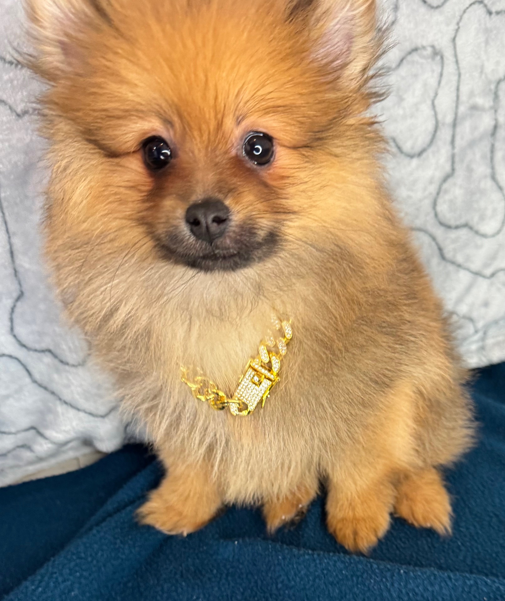 Home - Puppies R Us in Bridgeville, DE