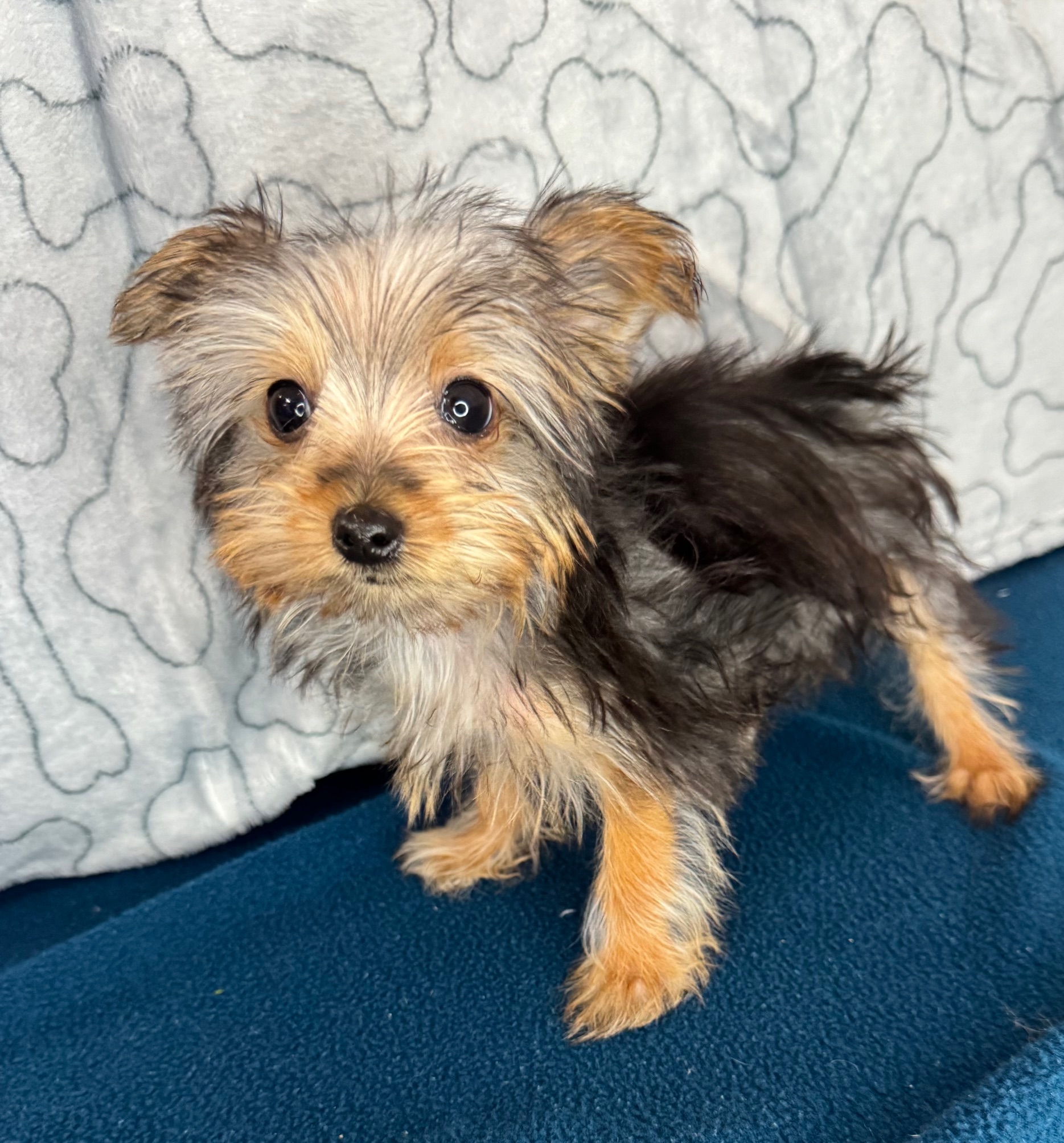 Home - Puppies R Us in Bridgeville, DE