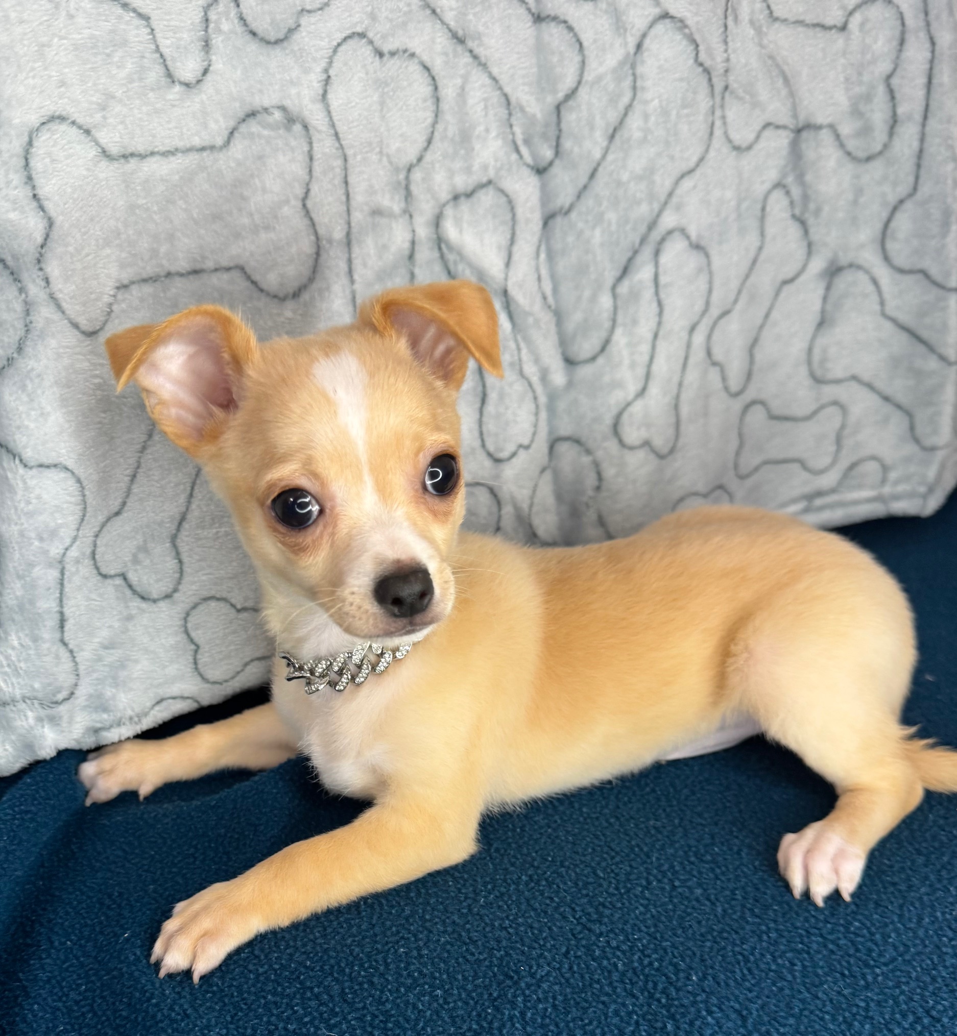 Chihuahua - Puppies R Us