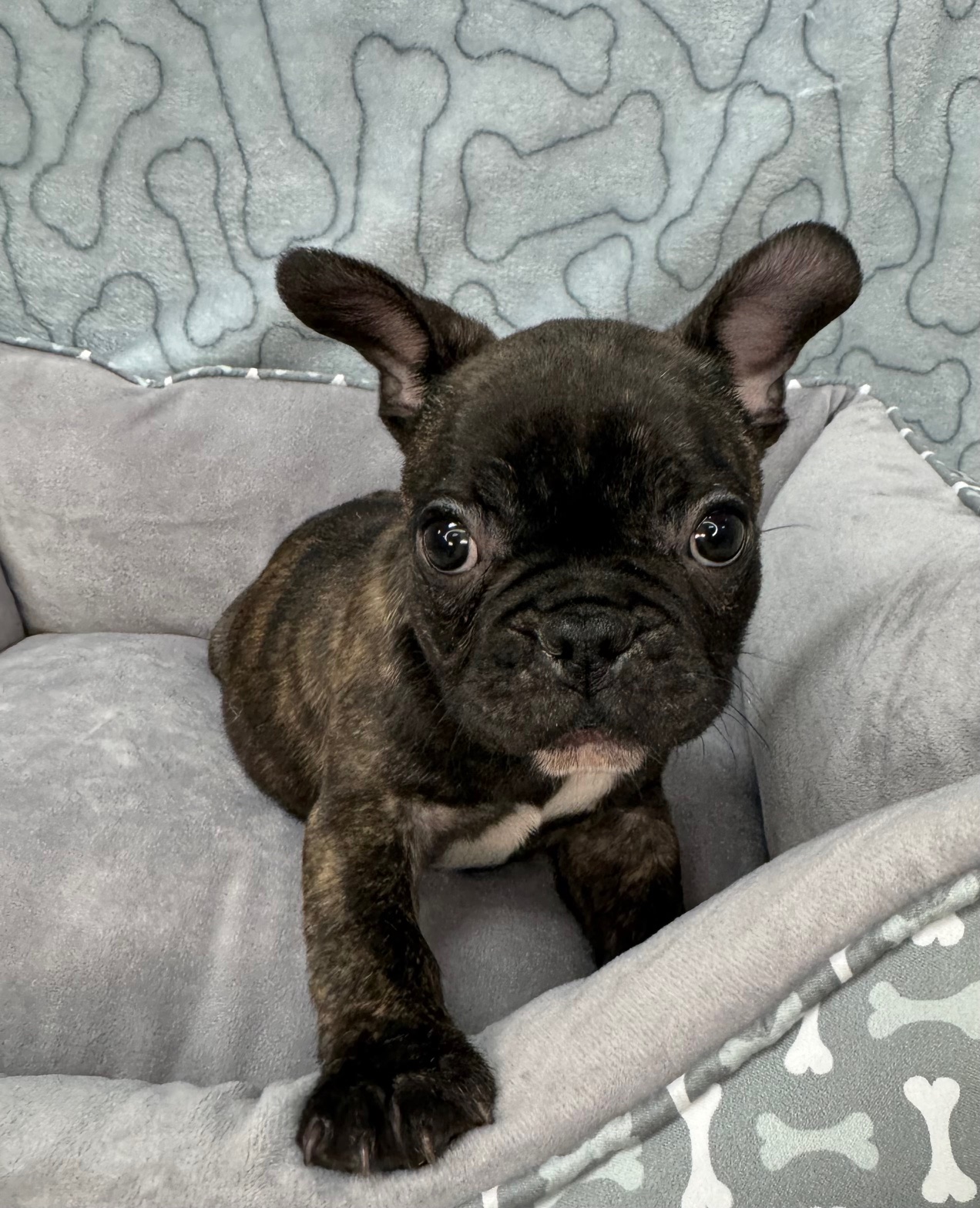 Home - Puppies R Us in Bridgeville, DE